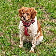 Sybelle a rejoint le concours — aidez-le/la à gagner de superbes lots ! dog, animal, pet, grass, outdoor, canine, sitting, harness, brown, white, fur, nature, mammal, field, cute, portrait, leisure, companion, friendly, alert