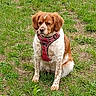 dog, animal, pet, grass, outdoor, canine, sitting, harness, brown, white, fur, nature, mammal, field, cute, portrait, leisure, companion, friendly, alert