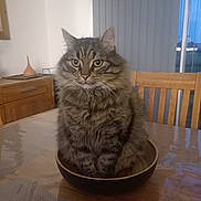 Booboo participe au concours pour gagner de l'argent avec cette photo : cat, tabby_cat, feline, fluffy, wooden_bowl, table, dining_room, chair, indoor, window, vertical_blinds, furniture, curious, pet, domestic_animal, whiskers, ears, fur, home, evening