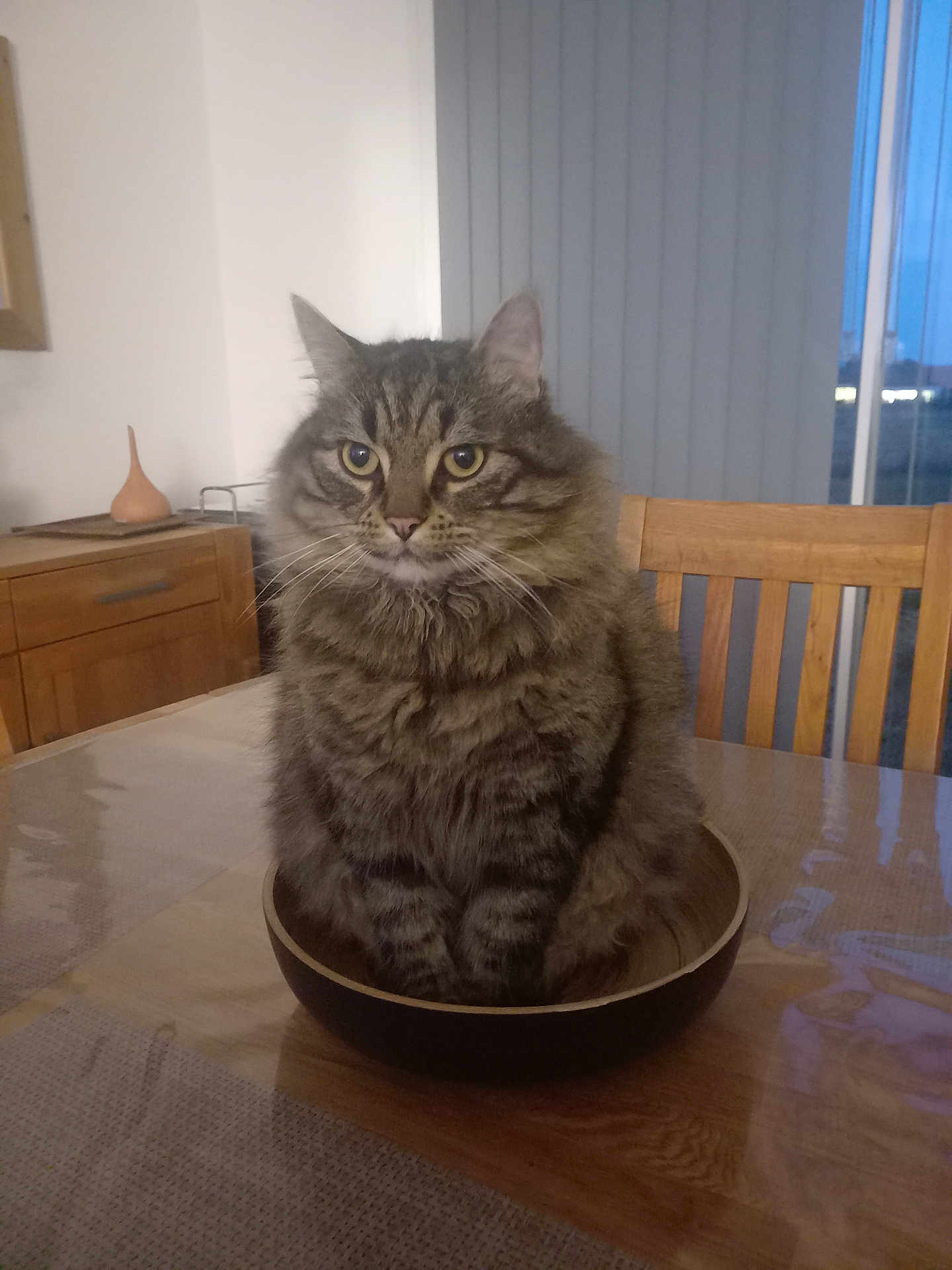 Booboo participe au concours pour gagner de l'argent avec cette photo : cat, tabby_cat, feline, fluffy, wooden_bowl, table, dining_room, chair, indoor, window, vertical_blinds, furniture, curious, pet, domestic_animal, whiskers, ears, fur, home, evening