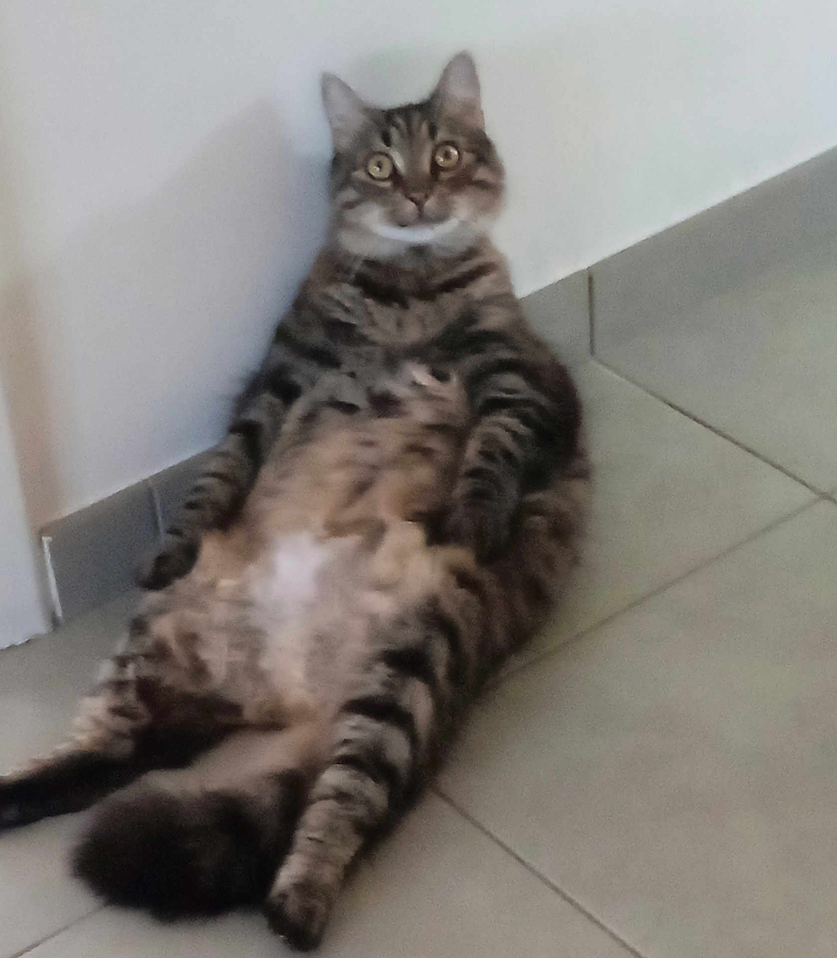 Mr Booboo
