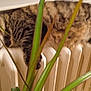 abyssinian, animal, appliance, cat, couch, crib, device, electricaldevice, furniture, hardwood, heater, infantbed, kitten, manx, person, pet, plywood, radiator, sleeping, wood