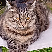 Mr Booboo participe au concours pour gagner de l'argent avec cette photo : abyssinian, angora, animal, backyard, blanket, cat, chair, egyptiancat, furniture, grass, kitten, lawn, manx, nature, outdoors, person, pet, plant, sleeping, yard