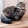 abyssinian, angora, animal, bird, bowl, cat, cookingpan, cookware, diningtable, fryingpan, furniture, hardwood, kitten, manx, mixingbowl, pet, plywood, table, tabletop, wood