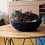 Mr Boo participe au concours pour gagner de l'argent avec cette photo : animal, architecture, building, cat, clothing, coffeetable, couch, diningtable, footwear, furniture, hardwood, head, person, pet, plywood, shoe, sphere, table, tabletop, wood