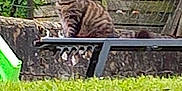 Mr Boo participe au concours pour gagner de l'argent avec cette photo : animal, backyard, cat, den, grass, gun, indoors, jar, kitten, lawn, manx, nature, outdoors, pet, plant, planter, pottedplant, pottery, weapon, yard