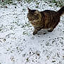 Mr Boo participe au concours pour gagner de l'argent avec cette photo : abyssinian, angora, animal, cat, field, frost, grass, grassland, ice, kitten, manx, nature, outdoors, pet, plant, snow, soil, weather, winter, yard