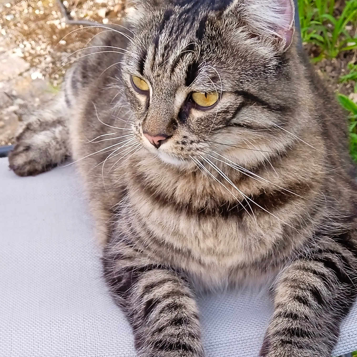 Mr Boo participe au concours pour gagner de l'argent avec cette photo : abyssinian, angora, animal, backyard, cat, chair, couch, egyptiancat, furniture, grass, kitten, manx, nature, outdoors, person, pet, plant, sleeping, soil, yard