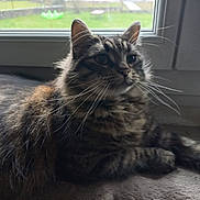 Mr Boo participe au concours pour gagner de l'argent avec cette photo : abyssinian, angora, animal, architecture, brasssection, cat, couch, curtain, door, egyptiancat, furniture, homedecor, horn, indoors, kitten, manx, musicalinstrument, pet, window, windowshade