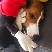 Atome participe au concours pour gagner de l'argent avec cette photo : animal, black_ears, brown_fur, close_up, couch, cozy, cute, dog, indoor, mickey_mouse, pet, plush_toy, red_shirt, resting, sleeping, soft_texture, stuffed_animal, white_markings, white_paws, yellow_gloves