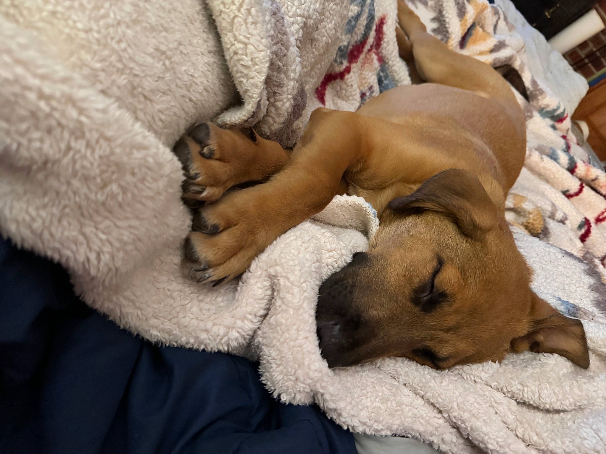 Scrappy joined the competition — help win amazing prizes! bedding, blanket, canidae, carnivore, comfort, companion_dog, dog, dog_breed, duvet, fawn, flooring, fur, linens, nap, non_sporting_group, paw, sand, snout, sporting_group, working_animal