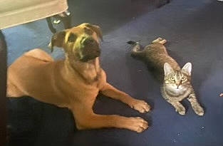 Scrappy joined the competition — help win amazing prizes! ancient_dog_breeds, canidae, carnivore, cat, companion_dog, dog, dog_breed, fawn, felidae, flooring, paw, small_to_medium_sized_cats, snout, tail, terrestrial_animal, working_dog