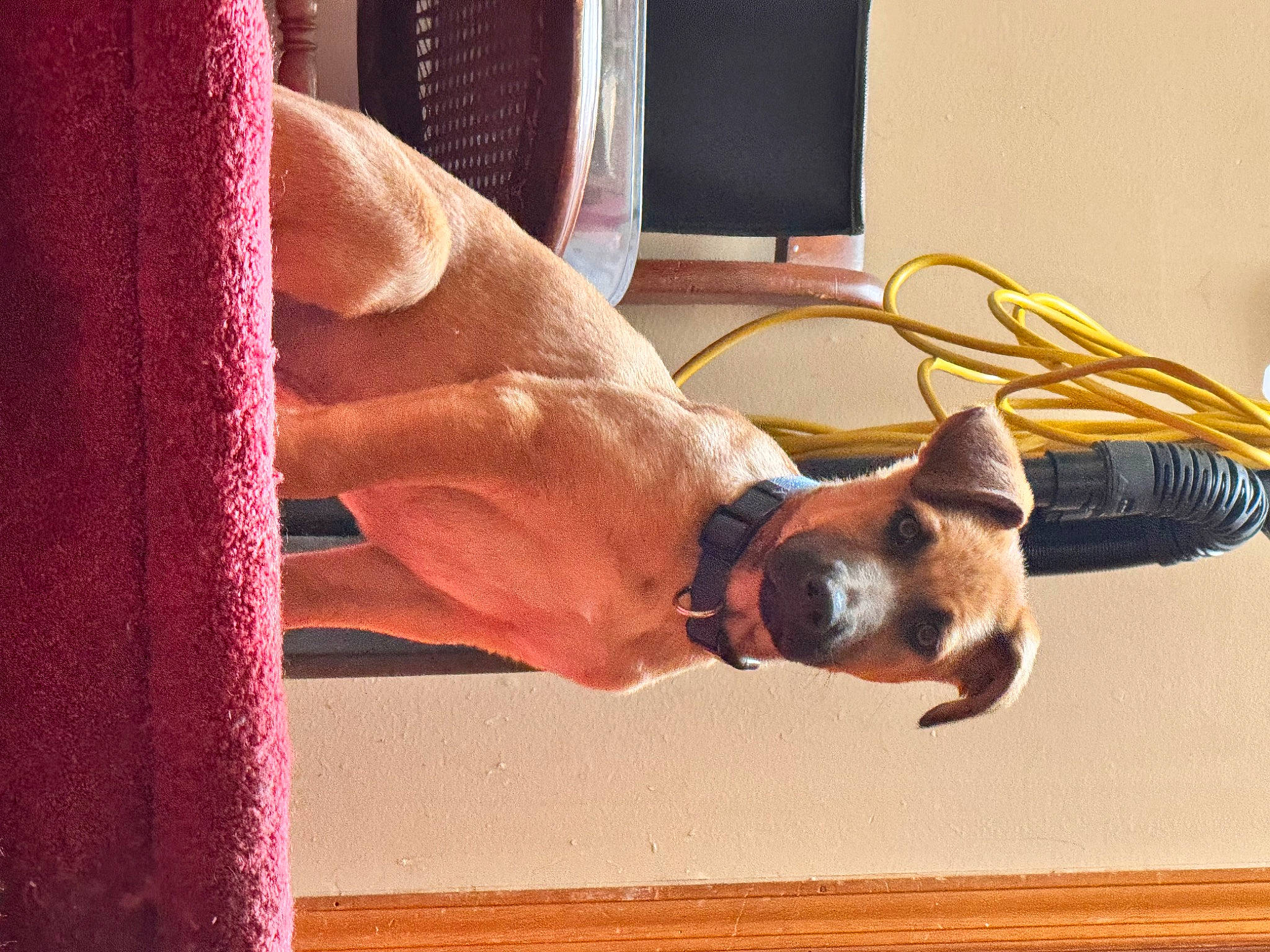 Scrappy is registered to the contest to win money with this photo: carnivore, collar, comfort, companion_dog, dog, dog_breed, dog_collar, eyewear, fawn, hardwood, human_leg, snout, sporting_group, sunglasses, tail, tints_and_shades, window, wood, working_animal, wrist