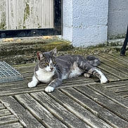 Tia participe au concours pour gagner de l'argent avec cette photo : animal, cat, curious, daylight, ears, feline, fur, gate, gray_cat, moss, nature, outdoor, paws, pet, quiet, relaxed, resting, whiskers, white_cat, wooden_deck