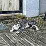 animal, cat, curious, daylight, ears, feline, fur, gate, gray_cat, moss, nature, outdoor, paws, pet, quiet, relaxed, resting, whiskers, white_cat, wooden_deck