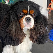 Sherlock participe au concours pour gagner de l'argent avec cette photo : dog, cavalier_king_charles_spaniel, pet, long_hair, black, white, brown, fur, cute, animal, indoor, portrait, face, ears, toy, plush, floor, expression, closeup, domestic_animal