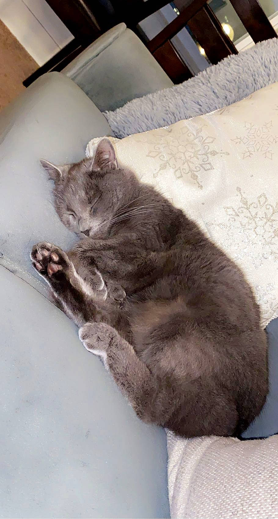 Blueberry is registered to the contest to win money with this photo: art, black_cat, carnivore, cat, claw, comfort, domestic_short_haired_cat, felidae, fur, grey, nap, paw, russian_blue, sitting, small_to_medium_sized_cats, tail, terrestrial_animal, whiskers, window