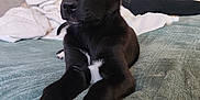 Kira participe au concours pour gagner de l'argent avec cette photo : puppy, dog, black_dog, white_paws, bed, blanket, indoor, pet, cute, animal, young_dog, resting, looking_away, soft_lighting, cozy, furniture, couch, home, curious, adorable