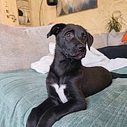 Kira a rejoint le concours — aidez-le/la à gagner de superbes lots ! dog, puppy, black_dog, white_paws, white_chest, couch, living_room, blanket, lamp, wall_art, plant, interior, furniture, pet, animal, relaxed, indoor, looking_away, cozy, portrait