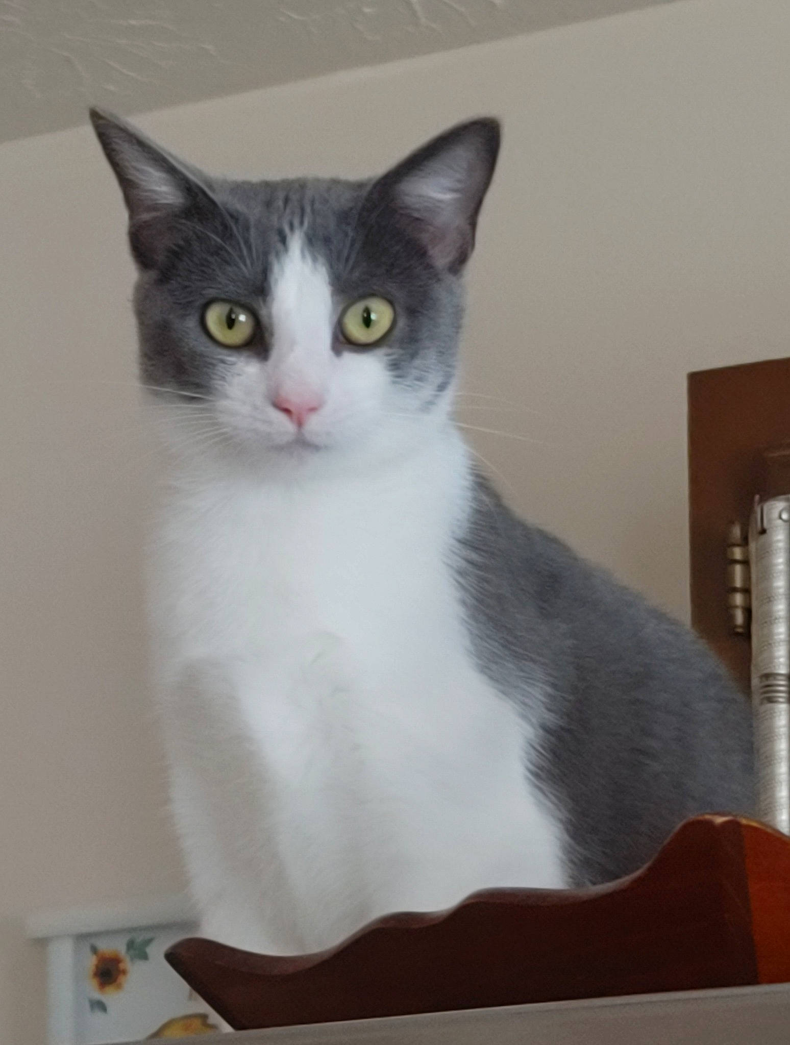 Hope is registered to the contest to win money with this photo: box, carnivore, cat, domestic_short_haired_cat, eye, felidae, fur, grey, hardwood, paw, small_to_medium_sized_cats, snout, tail, whiskers