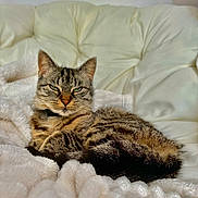 Clochette a rejoint le concours — aidez-le/la à gagner de superbes lots ! cat, tabby_cat, pet, animal, feline, striped_fur, green_eyes, whiskers, ears, nose, collar, lying_down, lounging, blanket, bed, couch, indoor, portrait, cozy, relaxed