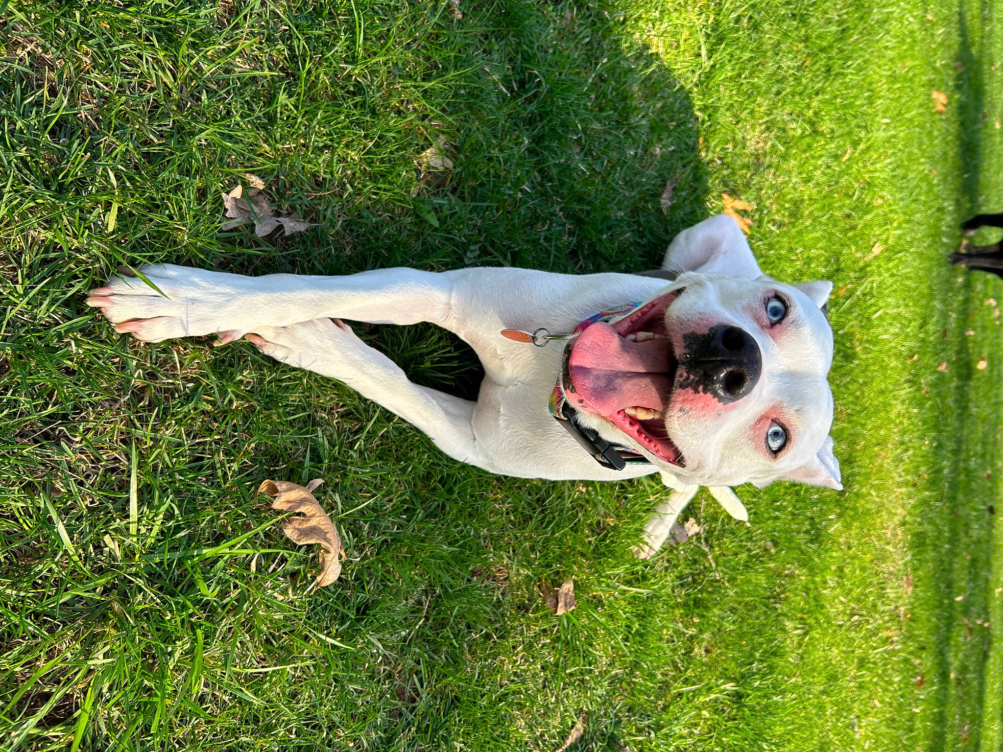 Stella joined the competition — help win amazing prizes! adventure, canidae, carnivore, companion_dog, dog, dog_breed, fawn, fun, grass, grassland, happy, leisure, people_in_nature, plant, recreation, smile, sporting_group, tail, tree, yard