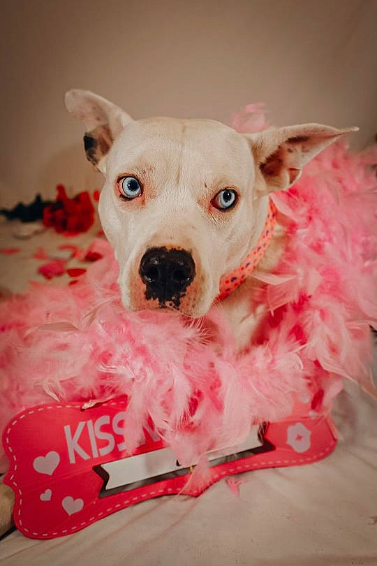 Stella joined the competition — help win amazing prizes! canidae, carnivore, collar, companion_dog, dog, dog_breed, dog_clothes, dog_collar, dog_supply, fawn, fur, magenta, pet_supply, pink, snout, sporting_group, toy, toy_dog, whiskers, working_animal