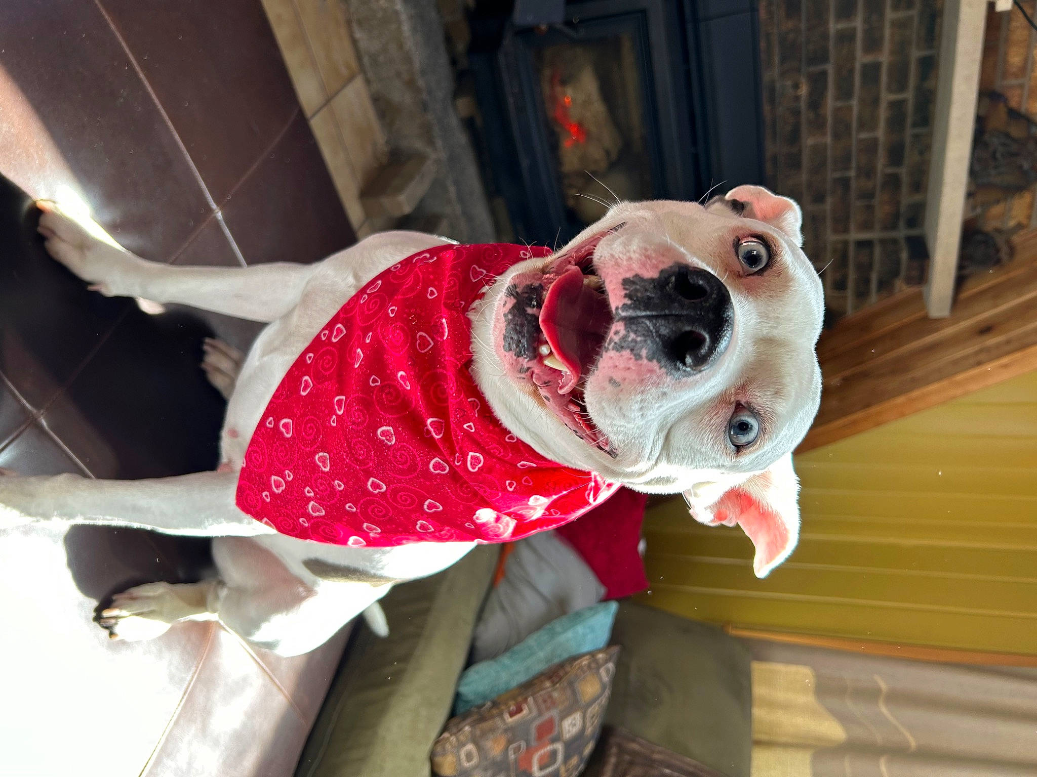 Stella is registered to the contest to win money with this photo: bulldog, canidae, carmine, carnivore, collar, companion_dog, dog, dog_breed, dog_clothes, dog_collar, dog_supply, fawn, flooring, leash, pattern, pet_supply, snout, sporting_group, window, working_animal