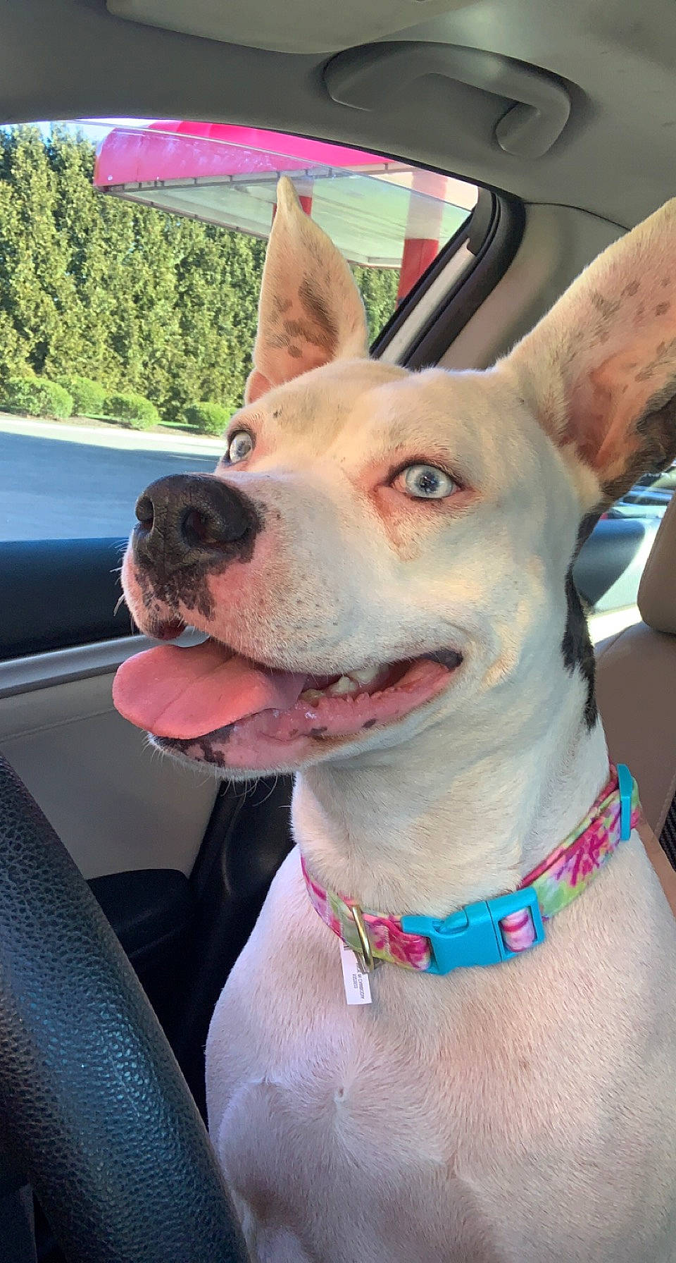 Stella joined the competition — help win amazing prizes! automotive_mirror, canidae, car, carnivore, collar, companion_dog, dog, dog_breed, dog_collar, fawn, hood, smile, snout, sporting_group, tree, vehicle, vehicle_door, window, windshield, working_animal