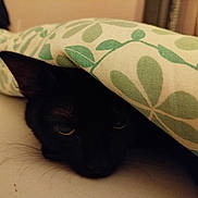 Gruezi participe au concours pour gagner de l'argent avec cette photo : black_cat, cat, pet, animal, blanket, fabric, leaf_pattern, indoor, cozy, resting, cute, fur, whiskers, ear, bed, soft, hidden, sleepy, closeup, domestic_animal