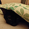 black_cat, cat, pet, animal, blanket, fabric, leaf_pattern, indoor, cozy, resting, cute, fur, whiskers, ear, bed, soft, hidden, sleepy, closeup, domestic_animal