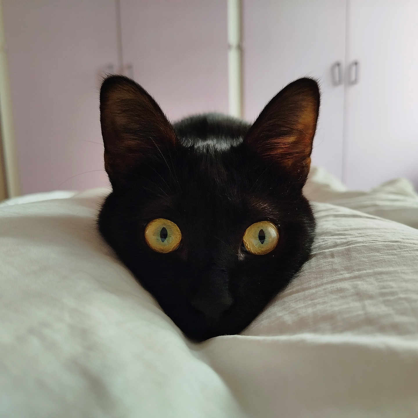 Gruezi a rejoint le concours — aidez-le/la à gagner de superbes lots ! black_cat, cat, pet, animal, yellow_eyes, bed, blanket, indoor, furniture, ears, curious, cute, home, soft_light, close_up, resting, cozy, sleepy, domestic_cat, mammal