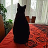 Gruezi participe au concours pour gagner de l'argent avec cette photo : cat, silhouette, table, tablecloth, red, black, pattern, window, curtains, sheer_curtains, chair, wooden_chair, plant, potted_plant, indoor, daylight, shadow, pet, animal, quiet