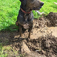 Nalah participe au concours pour gagner de l'argent avec cette photo : dog, muddy, grass, outdoor, pet, canine, collar, dirt, nature, animal, sitting, looking_away, daylight, playful, wet, earth, garden, yard, curious, messy