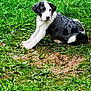 Yitshaq a rejoint le concours — aidez-le/la à gagner de superbes lots ! puppy, dog, grass, outdoor, pet, animal, black_and_white, cute, young, nature, playful, fur, canine, sitting, resting, greenery, mammal, small, adorable, curious