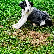 Yitshaq participe au concours pour gagner de l'argent avec cette photo : puppy, dog, grass, outdoor, pet, animal, black_and_white, cute, young, nature, playful, fur, canine, sitting, resting, greenery, mammal, small, adorable, curious