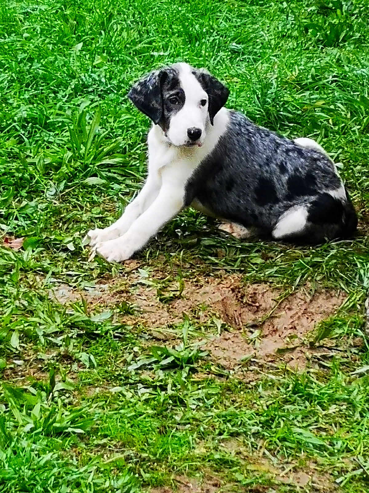 Yitshaq participe au concours pour gagner de l'argent avec cette photo : puppy, dog, grass, outdoor, pet, animal, black_and_white, cute, young, nature, playful, fur, canine, sitting, resting, greenery, mammal, small, adorable, curious