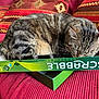 Catsumy a rejoint le concours — aidez-le/la à gagner de superbes lots ! cat, tabby, sleeping, box, scrabble, board_game, couch, red, cushions, patterned, cozy, indoor, pet, feline, resting, close_up, home, relaxing, cute, domestic_animal
