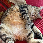 Catsumy a rejoint le concours — aidez-le/la à gagner de superbes lots ! cat, tabby, sleeping, fluffy, belly_up, red_blanket, pillow, phone, samsung, pliers, indoor, relaxed, pet, cozy, soft_fur, close_up, resting, domestic_animal, whiskers, paw