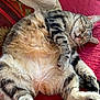 cat, tabby, sleeping, fluffy, belly_up, red_blanket, pillow, phone, samsung, pliers, indoor, relaxed, pet, cozy, soft_fur, close_up, resting, domestic_animal, whiskers, paw
