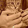 Catsumy participe au concours pour gagner de l'argent avec cette photo : kitten, cat, hands, rings, close_up, sepia, pet, animal, feline, cute, whiskers, fingers, human, holding, young, portrait, domestic_animal, curious, soft_fur, tender_moment