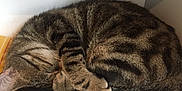 Catsumy participe au concours pour gagner de l'argent avec cette photo : cat, tabby, sleeping, curled_up, paw, feline, striped, fur, resting, indoor, cozy, blanket, cute, animal, pet, whiskers, closeup, peaceful, relaxed, soft
