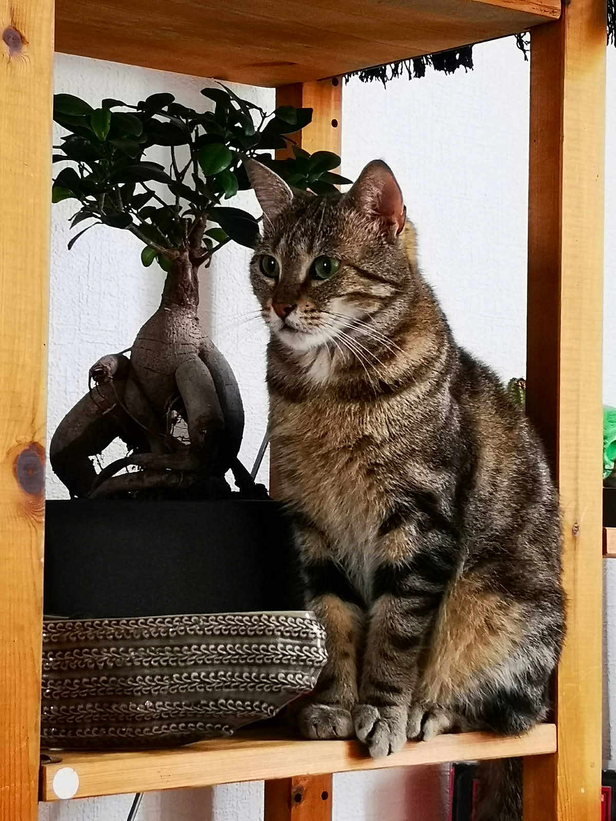 Catsumy a rejoint le concours — aidez-le/la à gagner de superbes lots ! cat, tabby, plant, bonsai, wooden_shelf, indoor, pet, feline, fur, green_leaves, pot, root, sitting, animal, domestic, whiskers, ears, tail, closeup, houseplant