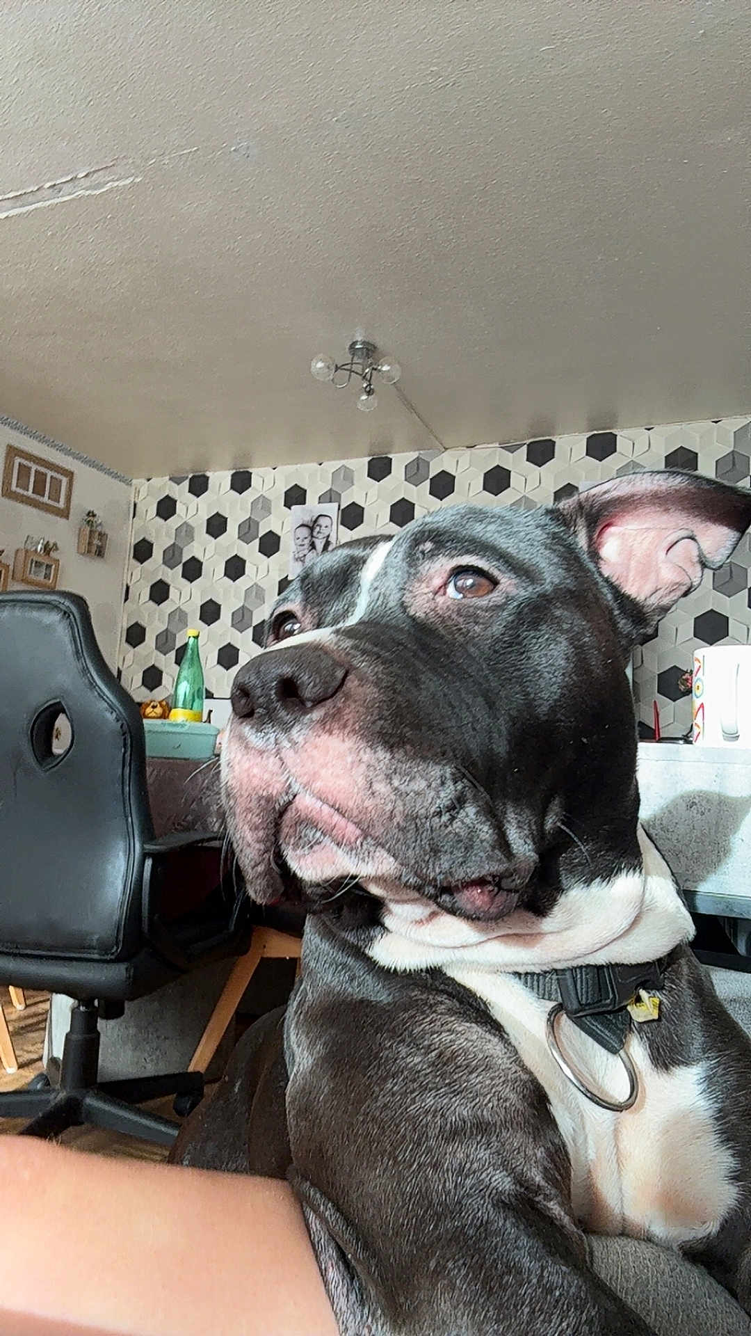 Oxo a rejoint le concours — aidez-le/la à gagner de superbes lots ! dog, indoor, close_up, black_and_white, pet, collar, chair, patterned_wall, table, bottle, mug, furniture, home, wall_art, calm, looking_away, domestic, animal, companion, relaxed