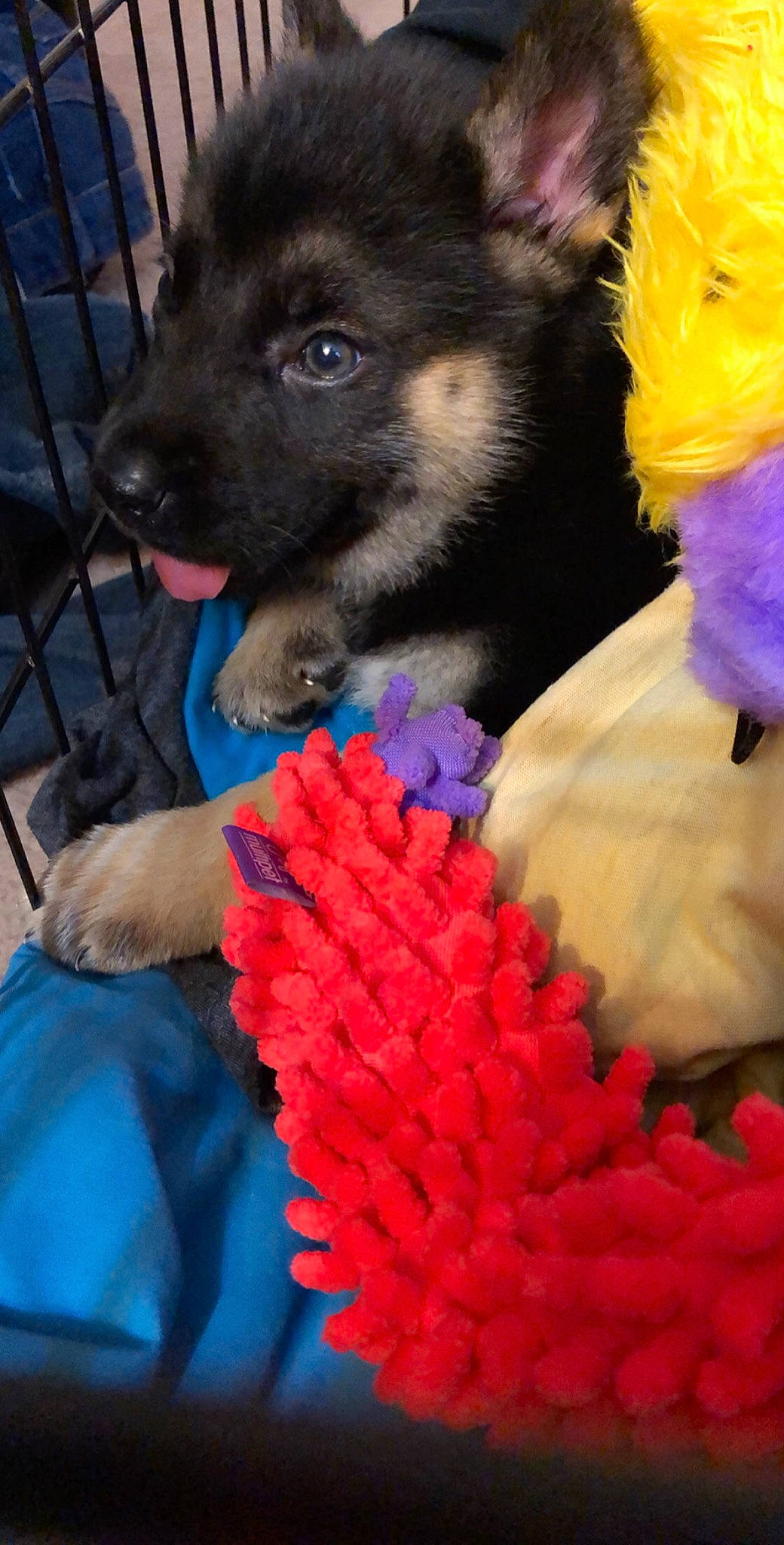 Kaido joined the competition — help win amazing prizes! canidae, carnivore, dog, dog_breed, fur, groenendael, non_sporting_group, puppy, schipperke