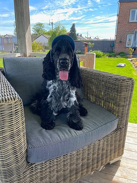 Arthur a rejoint le concours — aidez-le/la à gagner de superbes lots ! building, canidae, carnivore, cloud, collar, comfort, companion_dog, dog, dog_breed, dog_collar, dog_supply, gun_dog, outdoor_furniture, rectangle, sky, spaniel, sporting_group, water_dog, window, working_animal