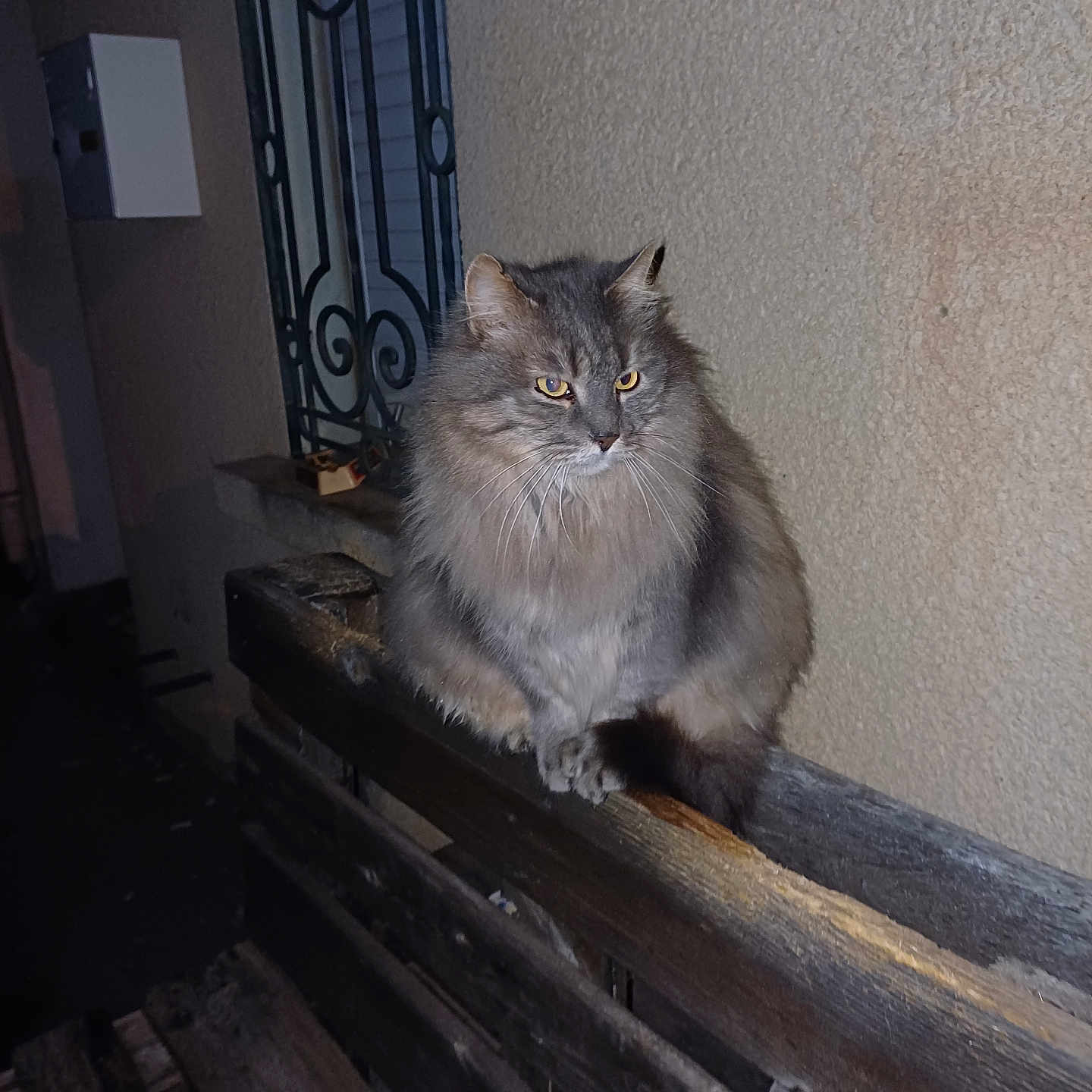 Tigrou a rejoint le concours — aidez-le/la à gagner de superbes lots ! alone, animal, bench, cat, fluffy, fur, gray_cat, iron_bars, looking_away, night, outdoor, perched, pet, quiet, shadow, texture, wall, window, wooden_fence, yellow_eyes