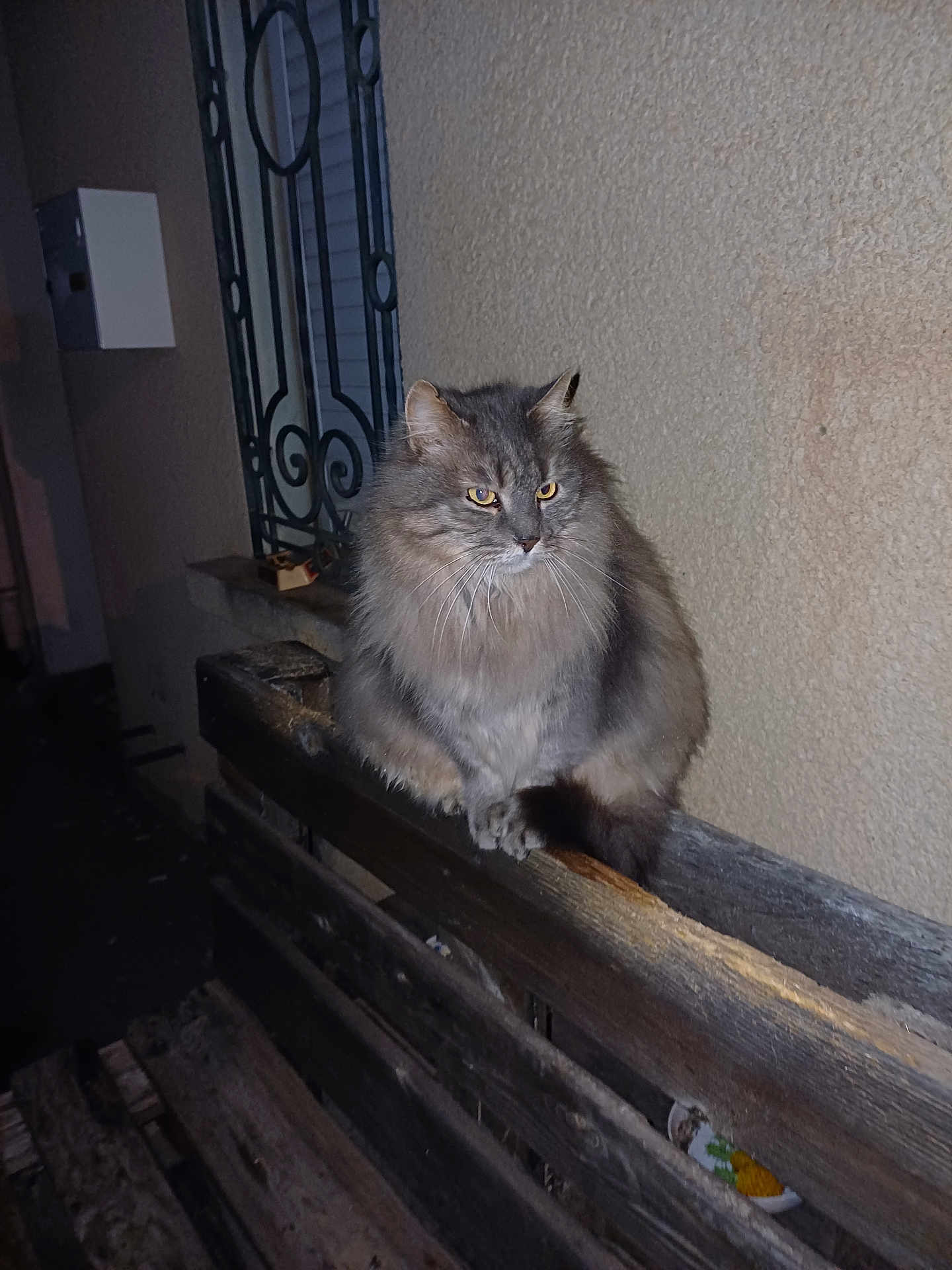 Tigrou a rejoint le concours — aidez-le/la à gagner de superbes lots ! cat, gray_cat, fluffy, night, wooden_fence, perched, outdoor, animal, pet, fur, window, iron_bars, wall, texture, quiet, alone, yellow_eyes, looking_away, bench, shadow