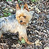 dog, small_dog, outdoor, leaves, dry_leaves, nature, curious, fluffy_coat, ears_up, brown, gray, forest_floor, animal, pet, canine, walking, alert, ground, daylight, fur