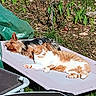 Vodka a rejoint le concours — aidez-le/la à gagner de superbes lots ! cat, dog, lounging, sunbathing, outdoor, garden, greenery, relaxing, nap, pet, animal, friendship, sunlight, nature, brown, white, fur, peaceful, companion, resting